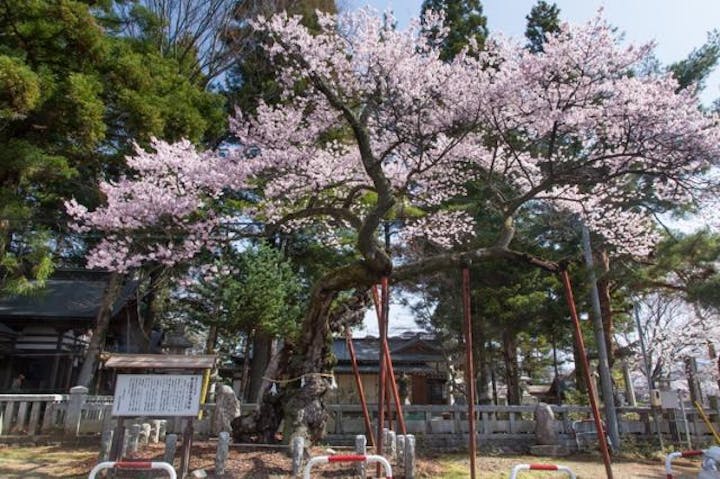 清秀桜