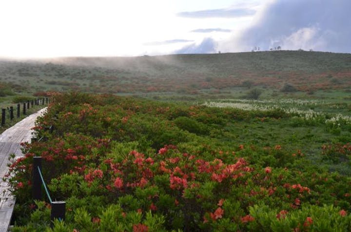 霧ヶ峰高原のレンゲツツジ