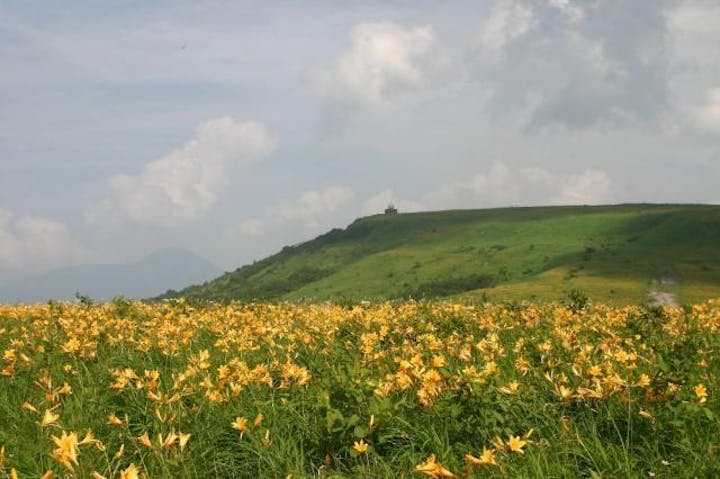 霧ヶ峰高原のニッコウキスゲ