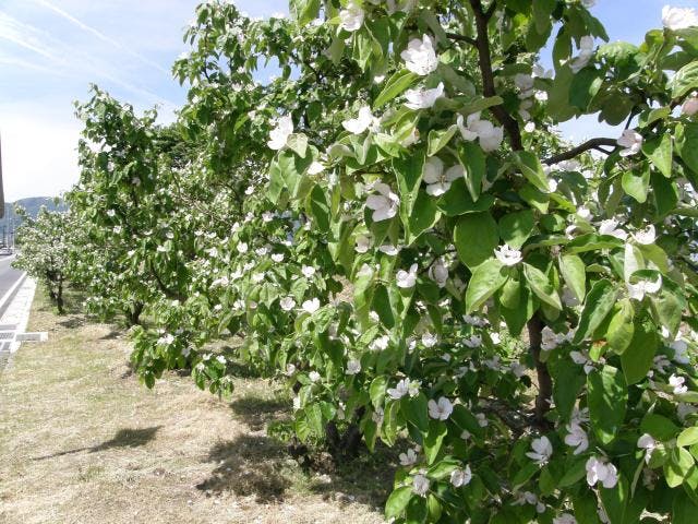 諏訪湖畔のかりんの花