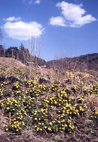 板沢地区の福寿草