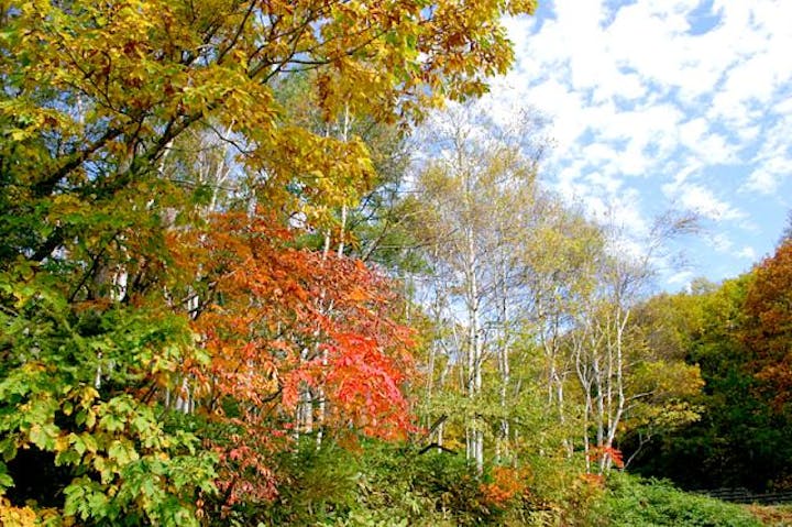 峰の原高原の紅葉