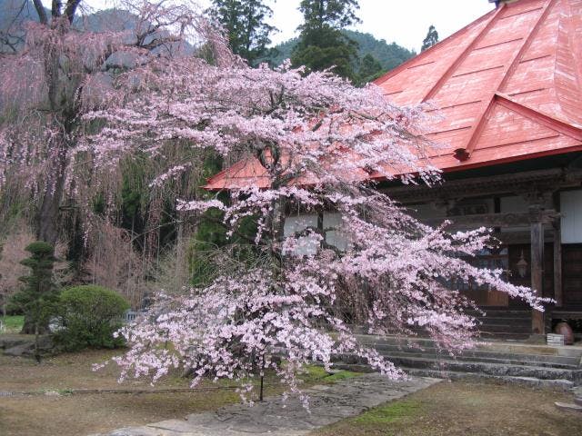 長妙寺のさくら