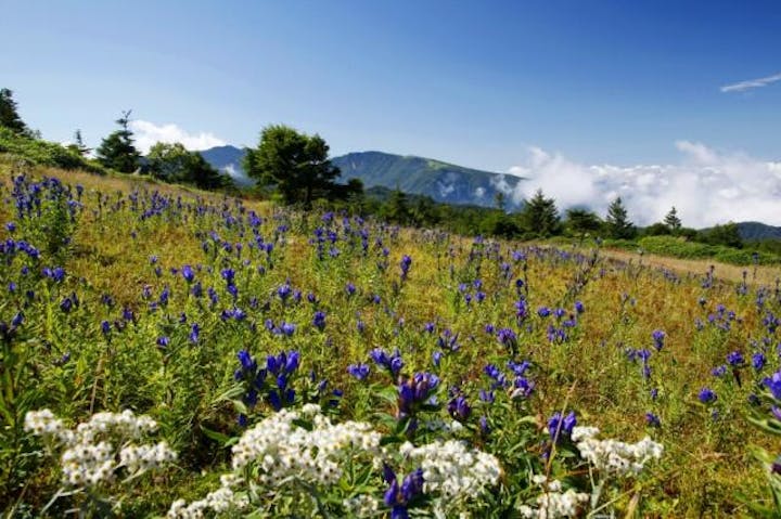 五味池破風高原自然園のリンドウ