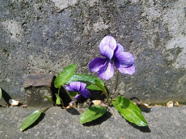 海応院のコモロスミレ