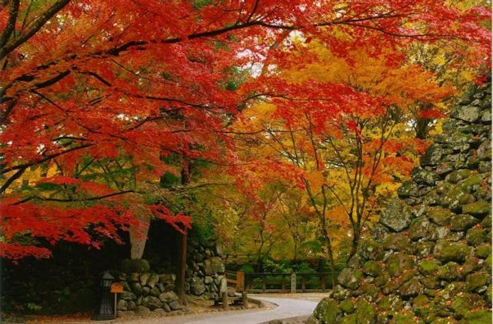 小諸城址懐古園の紅葉