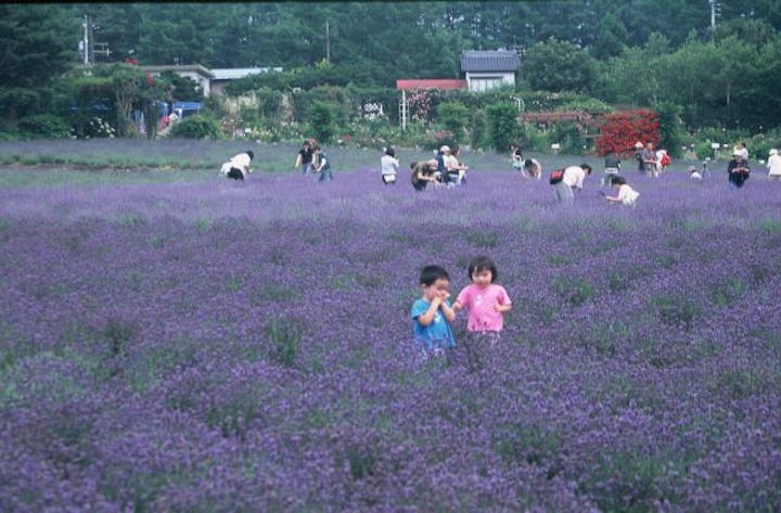 ラベンダーまつり（長野県小諸市）