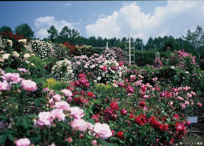 オールドローズまつり