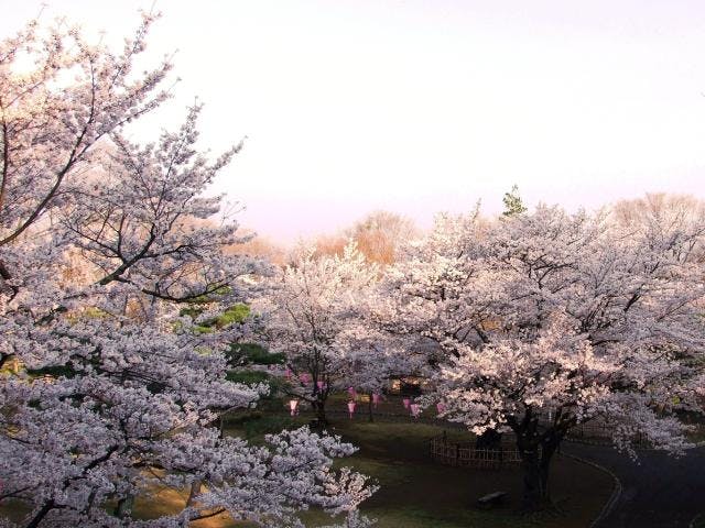 小諸城址懐古園　桜まつり