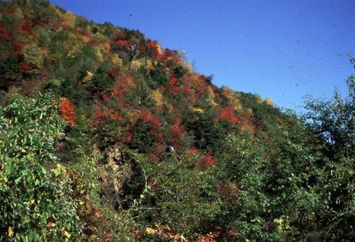 小黒川渓谷の秋