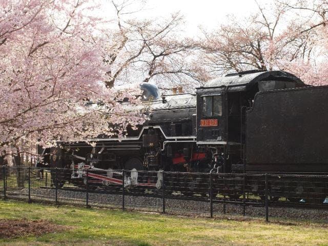 伊那公園の桜 アソビュー