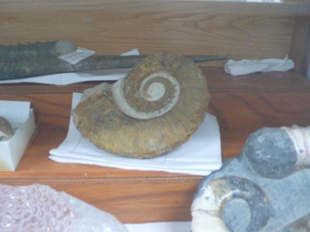 戸台の化石資料館