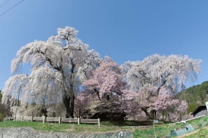 勝間薬師堂のしだれ桜
