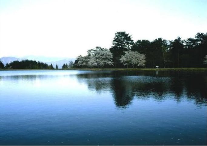 大沼湖あやめ園