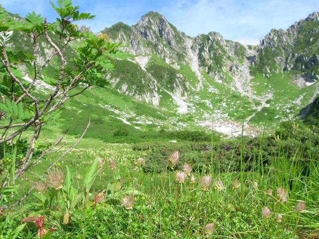 千畳敷カールの高山植物
