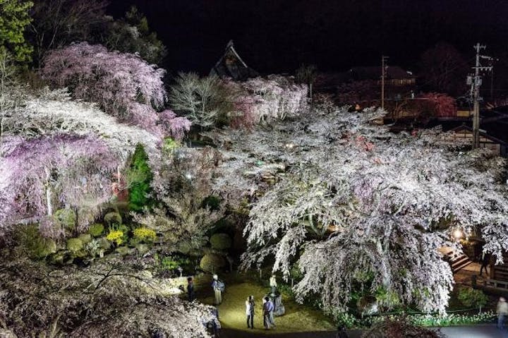 光前寺しだれ桜