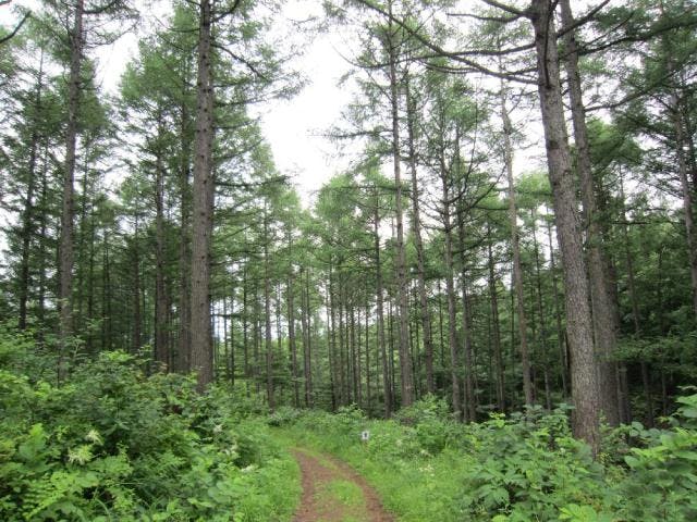 斑尾山(登山口・まだらおの湯)