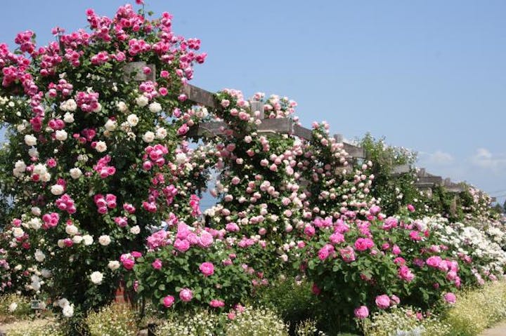 信州なかのバラまつり