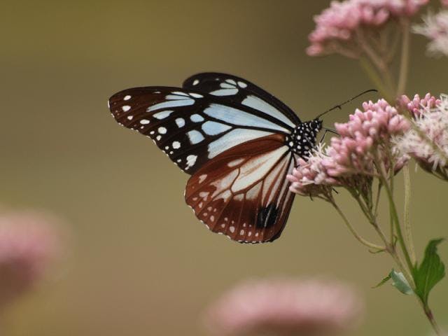 中綱湖周辺のアサギマダラ
