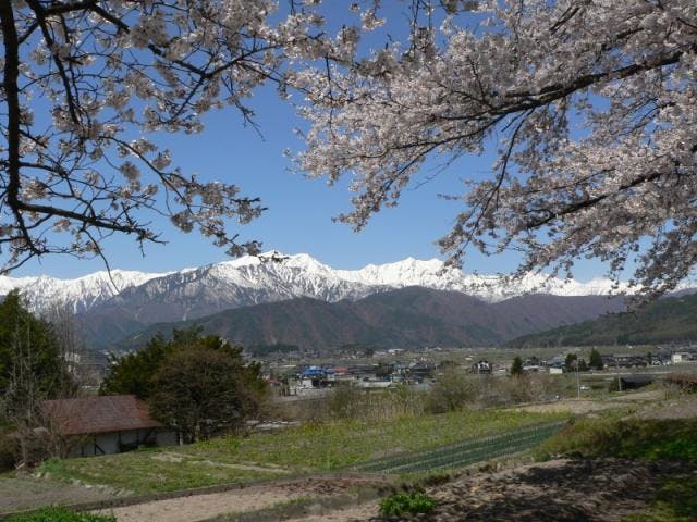 大町観光道路の桜
