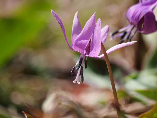 鹿島槍黒沢高原のカタクリの花