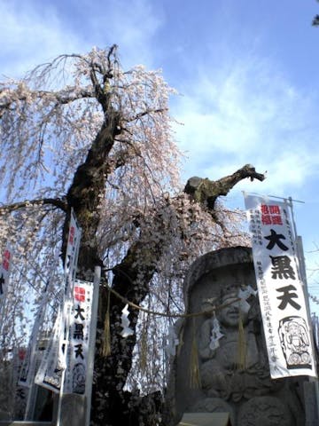 大黒町追分のシダレザクラ
