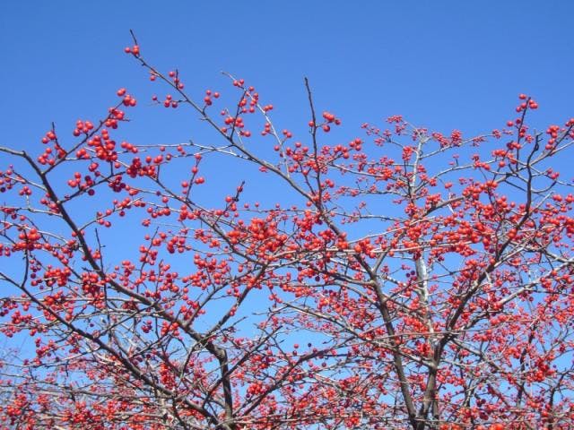 唐花見湿原のミヤマウメモドキ