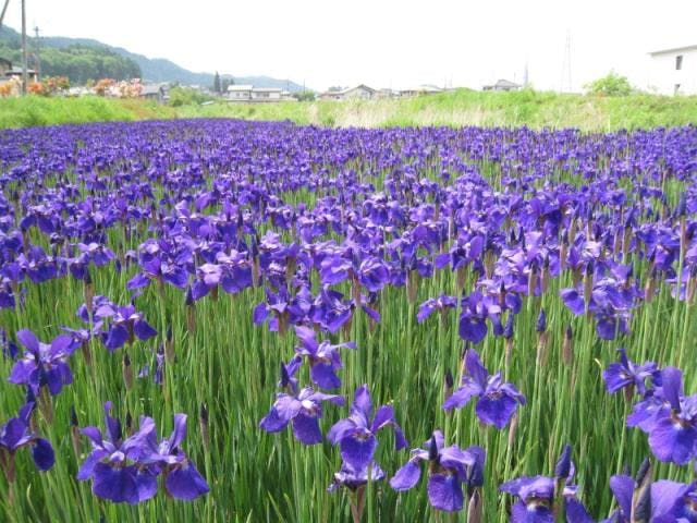 農具川のアヤメ・アザレア