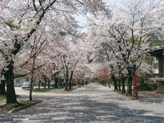 【2020年中止】大町温泉郷さくら祭り