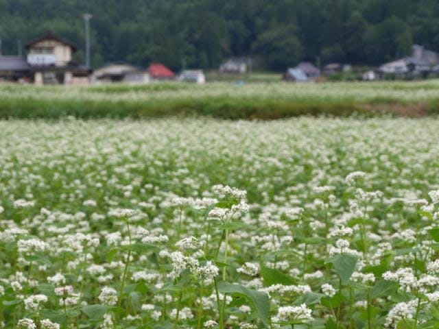 新行高原のそばの花