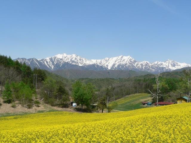 中山高原の菜の花