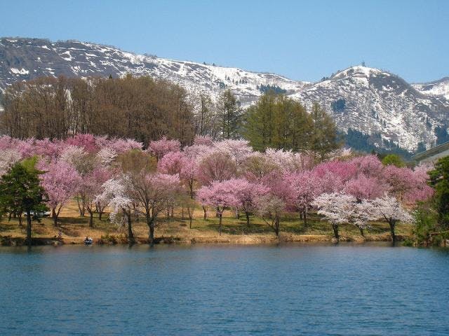 長峰の桜