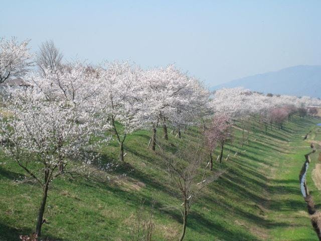千曲川桜堤