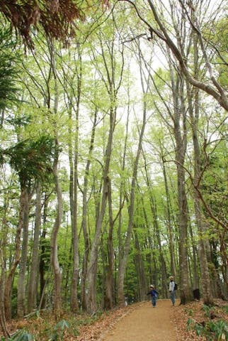 ブナの里山こみち