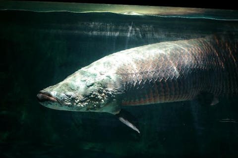 甲信越 おすすめ水族館まとめ 割引クーポンも充実 アソビュー