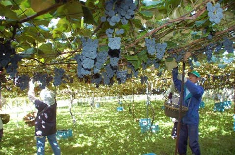 塩尻市 お土産屋 物産館の遊び体験 アソビュー 休日の便利でお得な遊び予約サイト