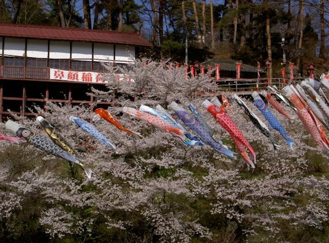 鼻顔稲荷神社の桜