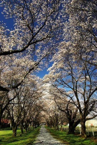 家畜改良センター長野支場桜並木