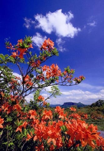 内山牧場のレンゲツツジ園