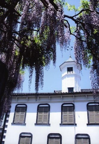 旧中込学校の藤の花