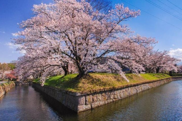 龍岡城五稜郭の桜
