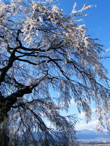 関所破りの桜（しだれ桜）