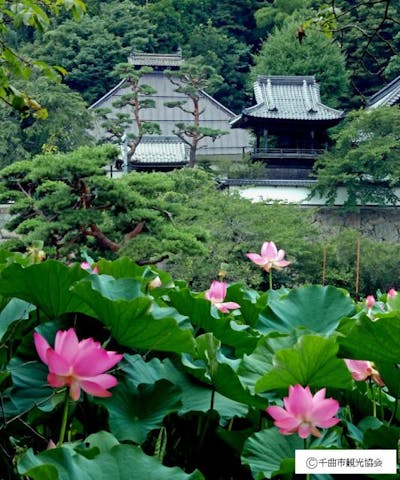 大雲寺のハスの花