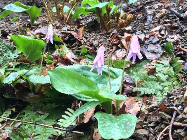 佐良志奈神社のカタクリ