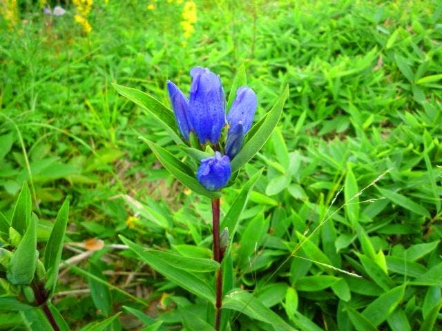 湯の丸高原のりんどう