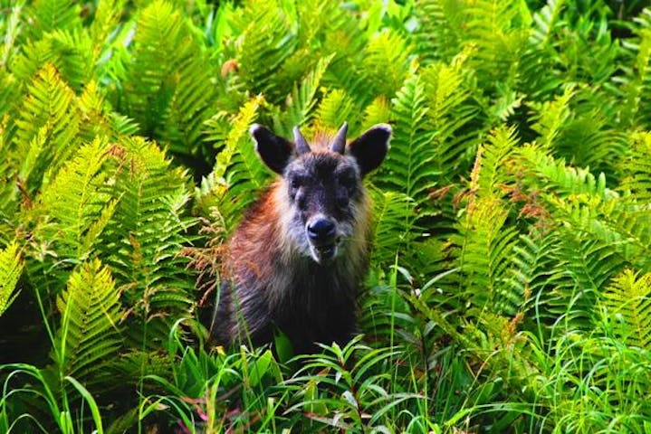 湯の丸高原の動物