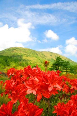 湯の丸高原(つつじ平)のレンゲツツジ