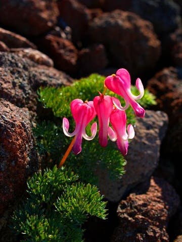 湯の丸高原(池の平)のコマクサ