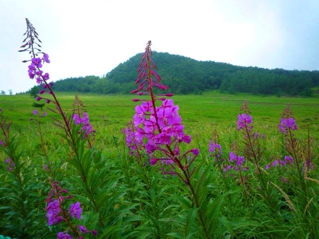 湯の丸高原のヤナギラン