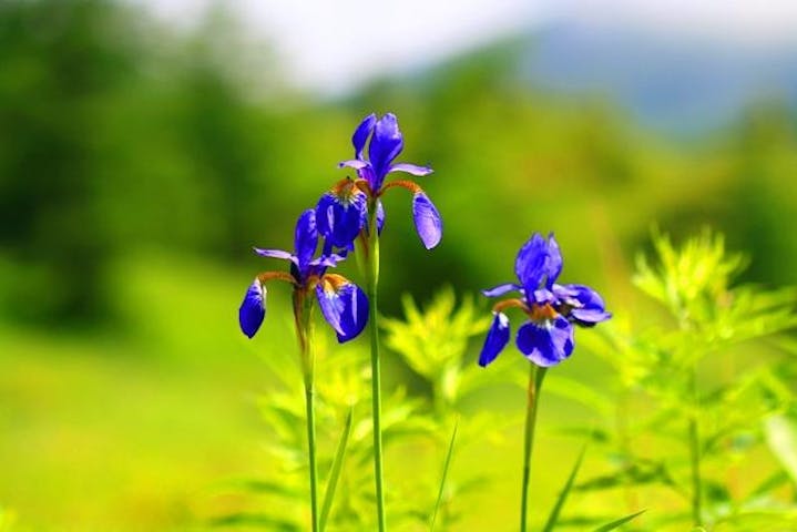 湯の丸高原(池の平)のアヤメ